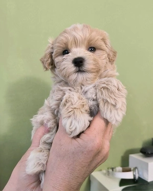 Maltipoo pui superbi - imagine 4