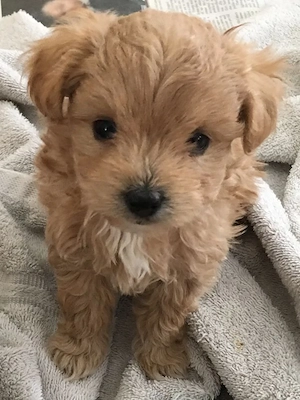 Maltipoo puiuți - imagine 2