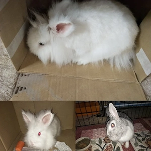 Pet Sitter Galati   Plimb caini, gazduiesc caini , pisici , pasari, rozatoare, soparle - imagine 2