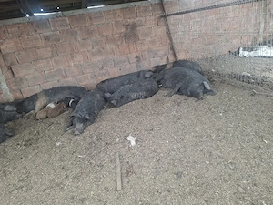 Vand Porci Bazna mangalita diferite categorii - imagine 2