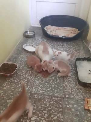Dorim sa gasim casuta la 5 pui de pisica  - imagine 2