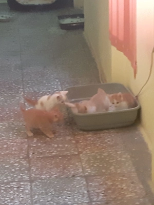 Dorim sa gasim casuta la 5 pui de pisica  - imagine 3