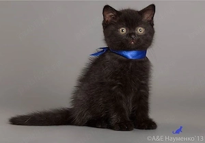 British shorthair pui - imagine 2