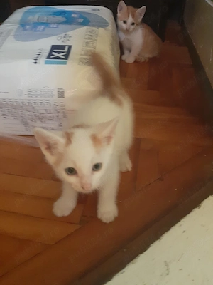 Dorim sa gasim casuta la 5 pui de pisica 