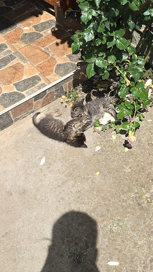 2 pui de pisica spre adoptie - imagine 5
