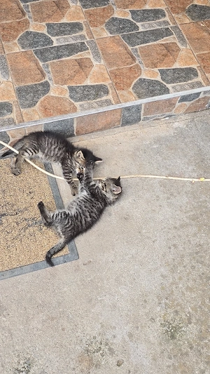 2 pui de pisica spre adoptie - imagine 4