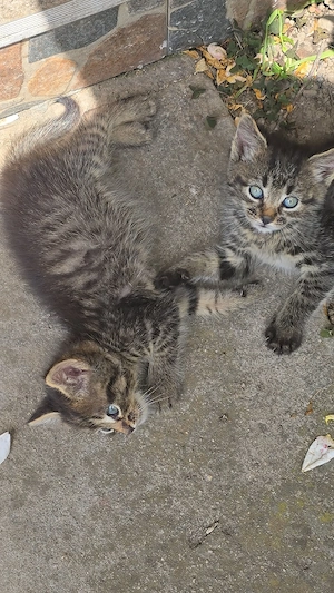 2 pui de pisica spre adoptie