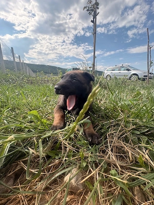 Vând ciobănesc belgian malinois 