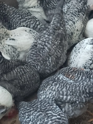 Cocoși si curci de vanzare