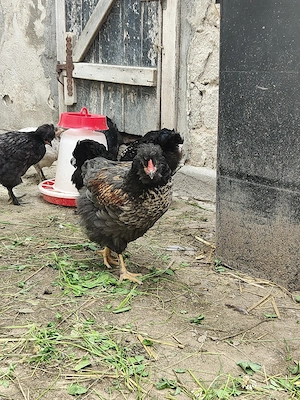 Am disponibili cocoși moțați bărboși  - imagine 4