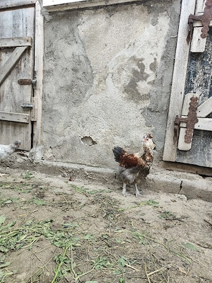 Am disponibili cocoși moțați bărboși  - imagine 5