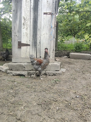 Am disponibili cocoși moțați bărboși  - imagine 2