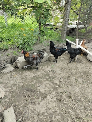 Am disponibili cocoși moțați bărboși  - imagine 3