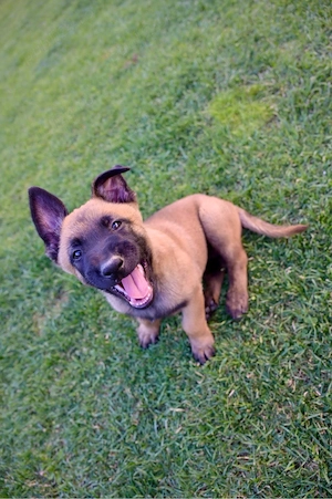 Ciobanesc belgian - Malinois - imagine 4