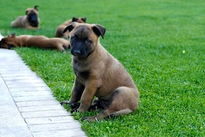 Ciobanesc belgian - Malinois - imagine 3