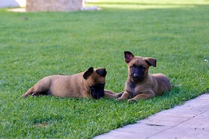 Ciobanesc belgian - Malinois - imagine 5