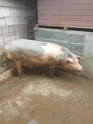 Porc disponibil mai multe detalii in privat sau la numărul de telefon   Braloștița Dolj  - imagine 2