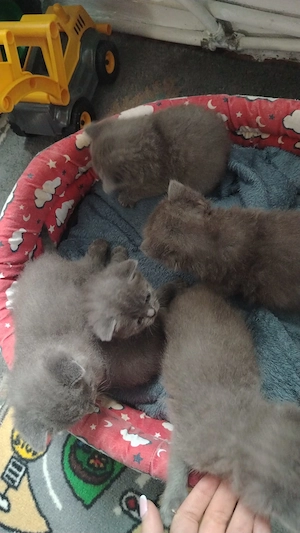 Puii British Shorthair blue