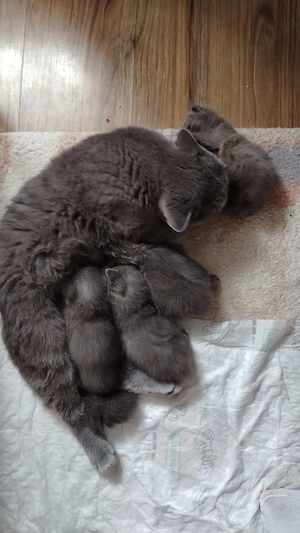 Puii British Shorthair blue - imagine 2