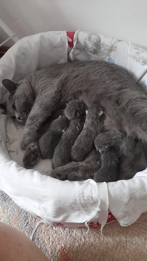 Puii British Shorthair blue - imagine 3
