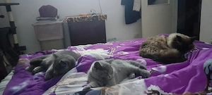 Puii British Shorthair blue - imagine 4