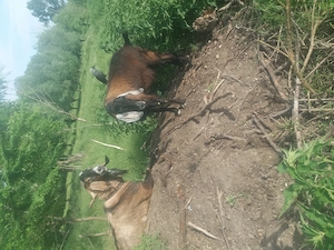 Tap anglonubian talie mare - imagine 2