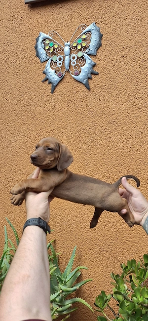 Căței dachshund smooth hair(teckel).