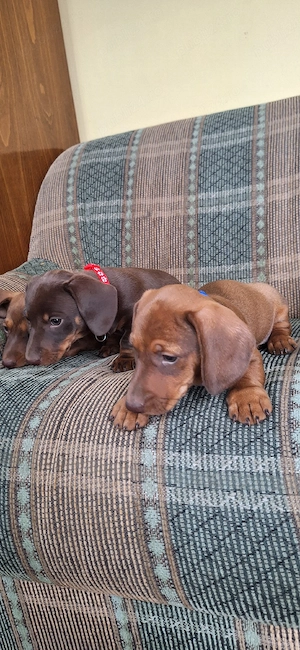 Căței dachshund smooth hair(teckel). - imagine 3