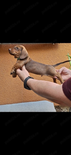 Căței dachshund smooth hair(teckel). - imagine 2