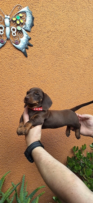 Căței dachshund smooth hair(teckel). - imagine 5
