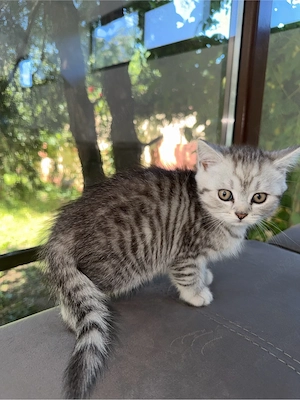 Puiuți British Shorthair - imagine 2