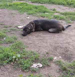 Femelă kangal vârstă 1 an