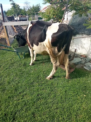 vand vaca cu lapte holstein  - imagine 2