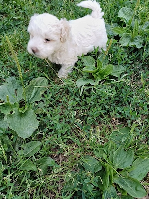 Bichon havanez cu blanita creata  ca si parintii.