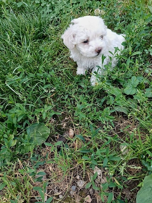 Bichon havanez cu blanita creata  ca si parintii. - imagine 3