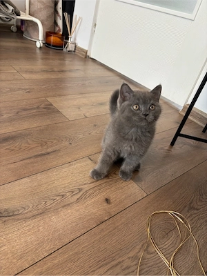 British shorthair 
