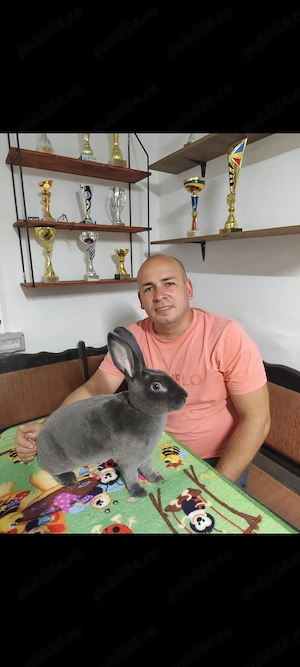 Iepuri Rex Castor, Galben și Albastru - imagine 3