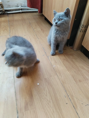 British shorthair foarte cuminti - imagine 5