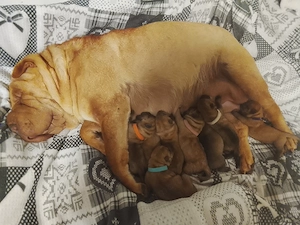Sharpei disponibili după 15 august. - imagine 5