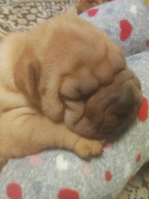 Sharpei disponibili după 15 august. - imagine 3