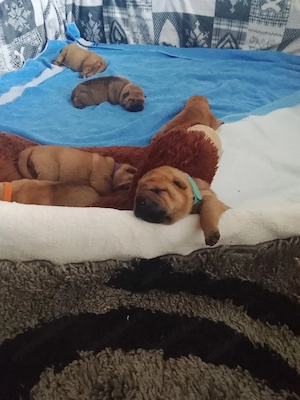 Sharpei disponibili după 15 august. - imagine 4