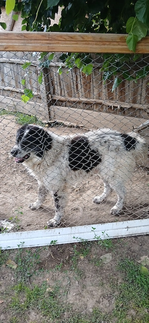 Vând câine ciobanesc, în jur de 4 ani - imagine 2