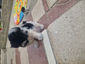 3 fetite de bichon își cauta o noua căsuța iubitoare și primitoare!!!  - imagine 3