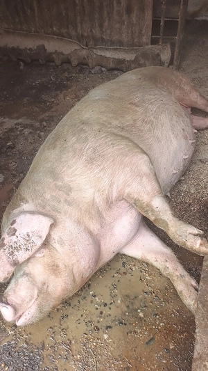 porci De la 100kg la 200kg - imagine 4
