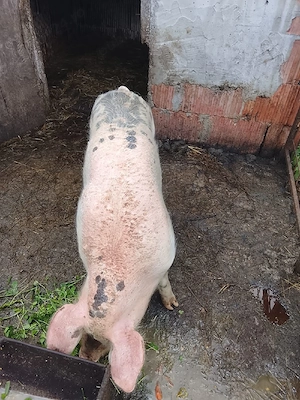 vand porc de rasa