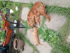 Pui coker spaniel, carnet de sanatate, vaccinat - imagine 3
