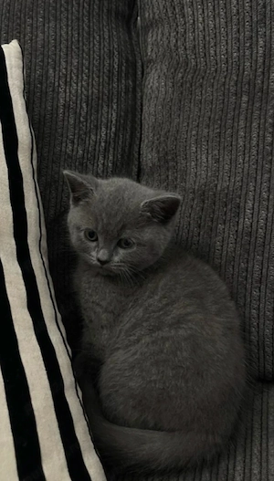 British Shorthair Blue