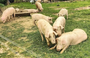 Porci de casă 