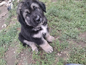 Catei ciobanesc caucazian