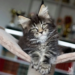 Maine Coon 